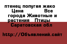 птенец попугая жако  › Цена ­ 60 000 - Все города Животные и растения » Птицы   . Саратовская обл.
